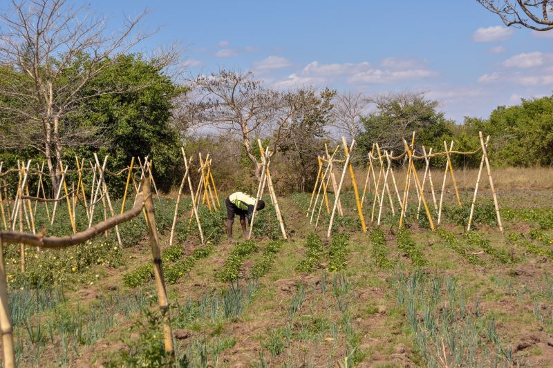 16-sani-farm-vegetable-garden-1.jpg