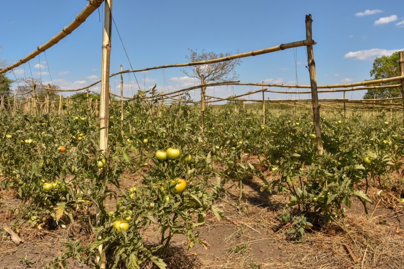 18-tomato-plants-1.jpg