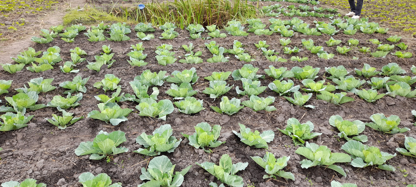 cabbage-garden