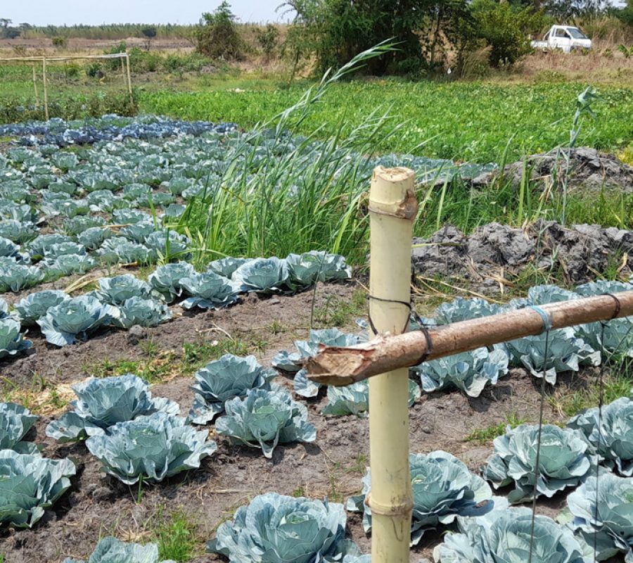 cabbage production at Sani Agriculture
